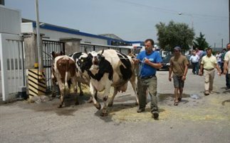 Πρόσθεση αποζημίωση στους κτηνοτρόφους