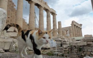 Γάτες ως τουριστικές ατραξιόν