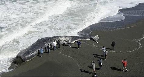 Στην ξηρά τεράστια φάλαινα που έφερε τραύμα στο κεφάλι   Καλιφόρνια