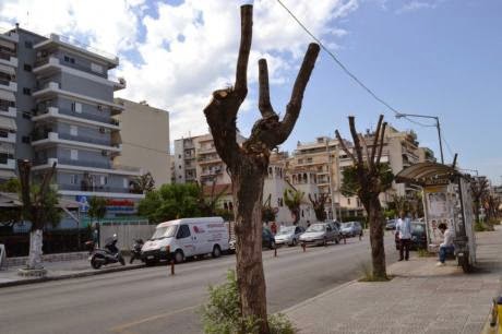 H Δημοτική αρχή Αχαΐας συνεχίζει την απαράδεκτη πρακτική του δραστικού κλαδέματος δέντρων – Παρέμβαση της Κοινο-Τοπίας