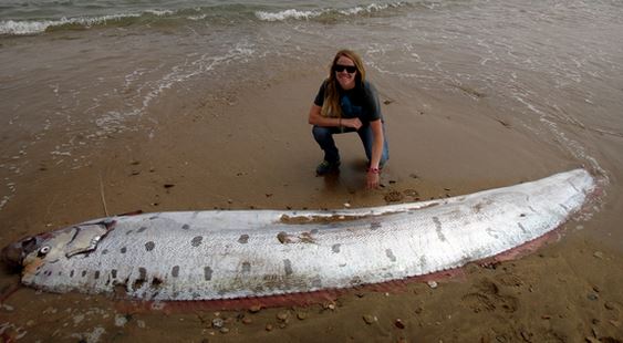 Δείτε το τεράστιο ψάρι 4,3 μέτρων που ξέβρασε η θάλασσα στο Λος Άντζελες!! (Pics)