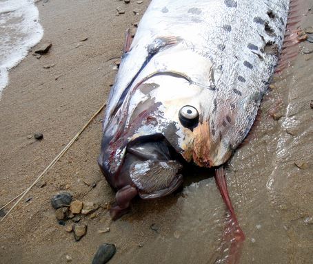 Δείτε το τεράστιο ψάρι 4,3 μέτρων που ξέβρασε η θάλασσα στο Λος Άντζελες!! (Pics)