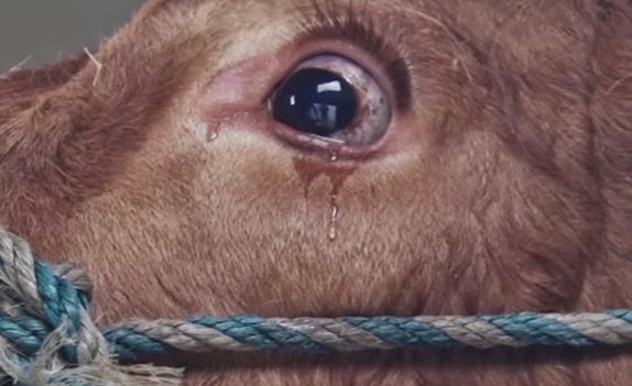 Ραγίζει καρδιές   Πως αντέδρασε μια αγελάδα λίγο πριν το σφαγείο..; [βίντεο]
