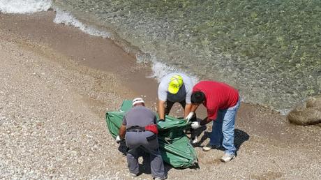 Νεκρό δελφίνι βρέθηκε στα Αραχωβίτικα – Αχαΐα