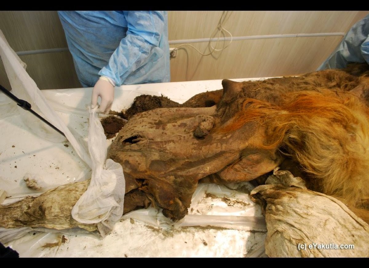 Βρέθηκε τριχωτός ρινόκερος 10.000 ετών [pics]