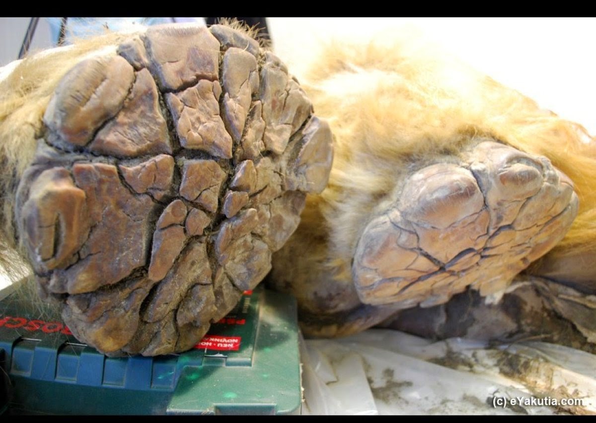 Βρέθηκε τριχωτός ρινόκερος 10.000 ετών [pics]