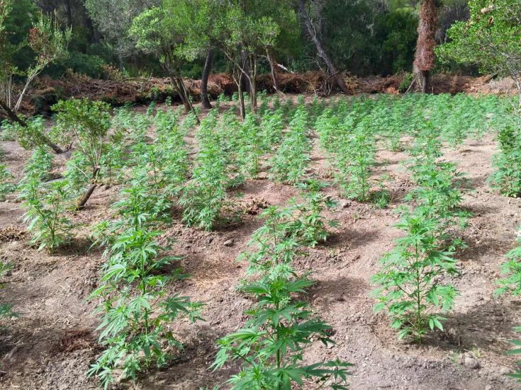 Μεγάλη χασισοφυτεία σε χαράδρα στα Γεράνεια Όρη