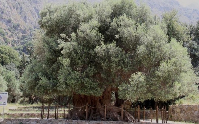 Ταξίδι με προορισμό την έδρα του ΟΗΕ ξεκίνησε η Μινωική ελιά