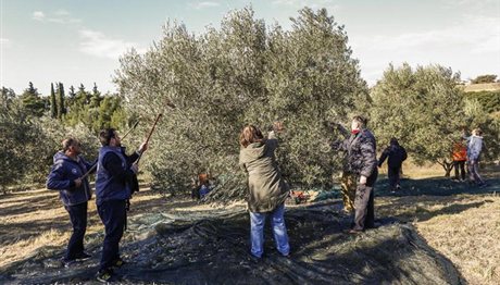 Θεσσαλονίκη: Εθελοντές μάζεψαν ελιές για τις άπορες οικογένειες! (φωτο)