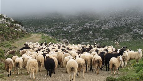 Θεσσαλονίκη: ΚΑΠ και ανάπτυξη κτηνοτροφίας- Προβλήματα, προτάσεις και προοπτικές