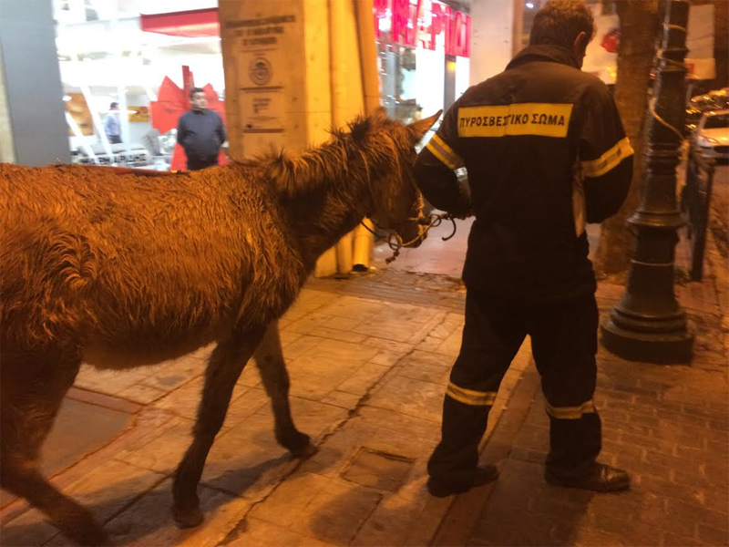 Οι ένστολοι προσπάθησαν να βάλουν έναν γάιδαρο στη Βουλή!