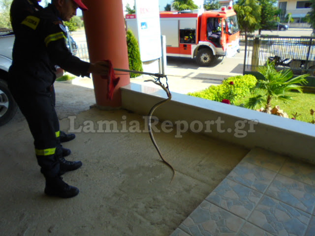 Λαμία: Φίδι «έκοβε» βόλτες μέσα σε γραφείο!