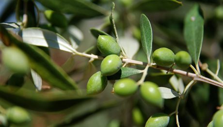 Αξιοποίηση καινοτόμων τεχνολογιών στην καταπολέμηση του δάκου