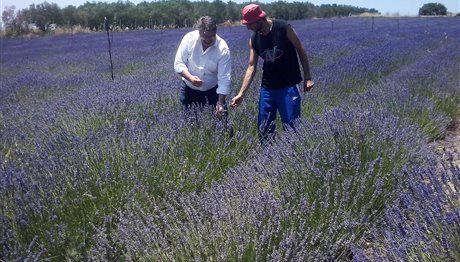 Μια Προβηγκία με άρωμα λεβάντας στη… Βόρεια Πιερία! (ΦΩΤΟ)