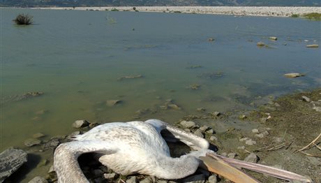 Εκατόμβη νεκρών πουλιών η Λίμνη Κάρλα