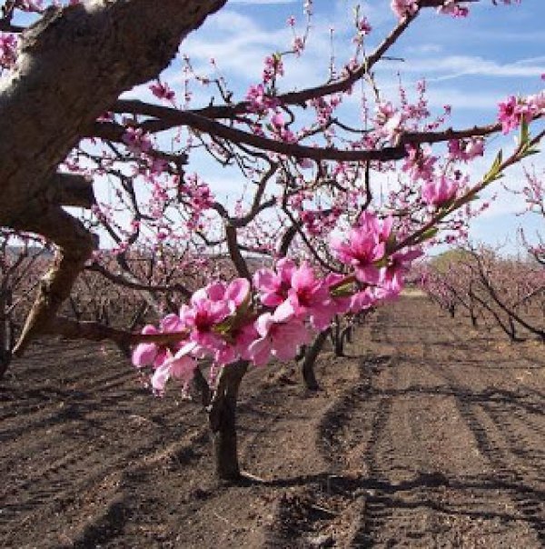 7 ιδιότητες που δε γνώριζες ότι έχουν τα ροδάκινα