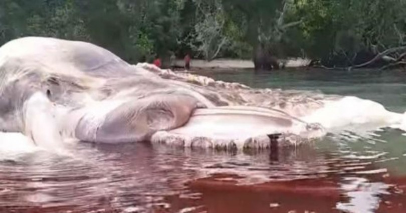 Τι Πλάσμα Είσαι Εσύ; Μυστήριο Γύρω Από Το Κουφάρι Γιγαντιαίου Θαλάσσιου Ζώου Στην Ινδονησία