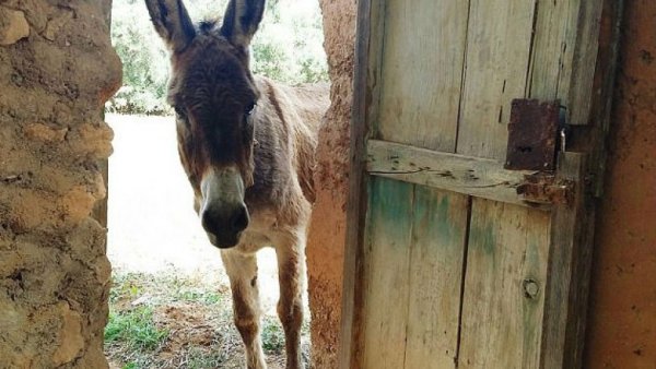 Έκανε σeξ με γαϊδούρι και τώρα πρέπει να το παντρευτεί!