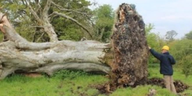 Θυελλώδεις άνεμοι ξερίζωσαν τεράστιο δέντρο. Μόλις είδαν τι κρυβόταν από κάτω του, έμειναν άφωνοι!