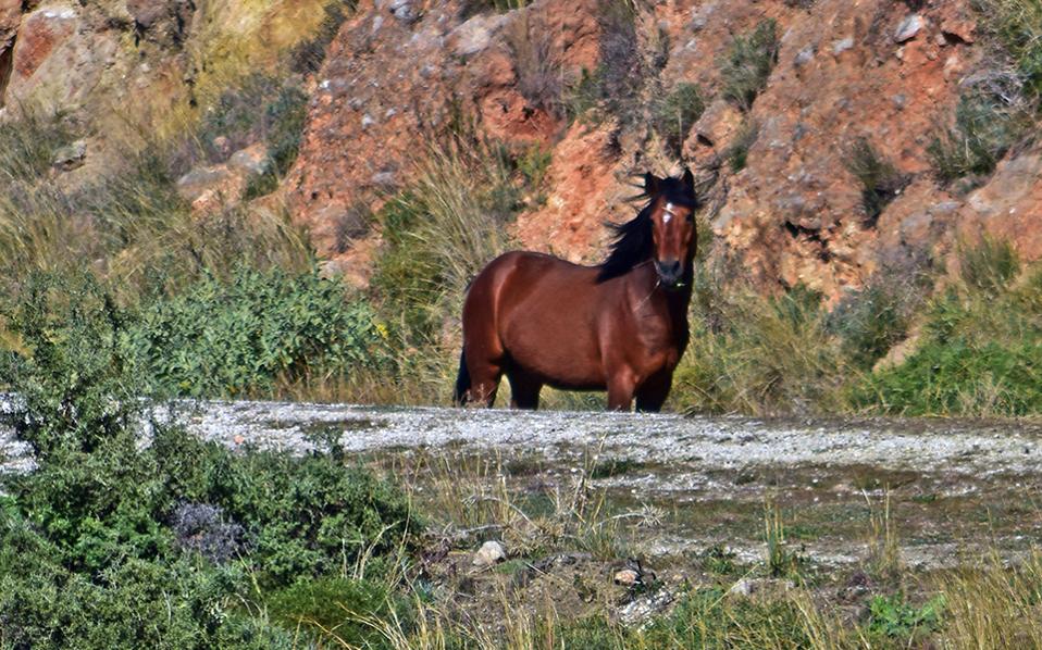 Φρίκη: Προσπάθησαν να κάψουν ζωντανό άλογο στα Τρίκαλα