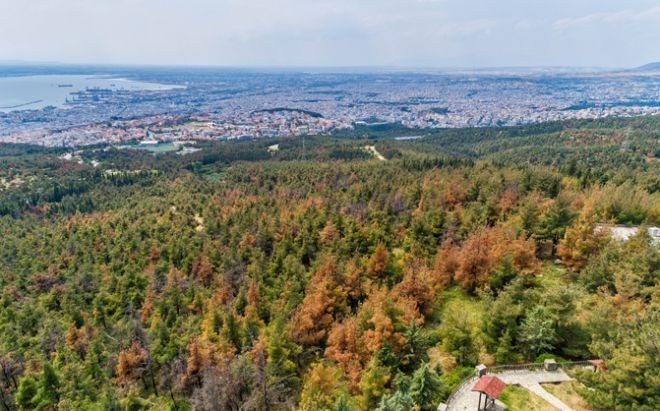 Σέιχ Σου: Η Δασική Υπηρεσία θα διαχειριστεί το πρόβλημα της προσβολής των πεύκων από το φλοιοφάγο έντομο