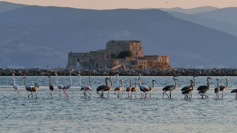 Γέμισε με φλαμίνγκο το Ναύπλιο! (εικόνες)