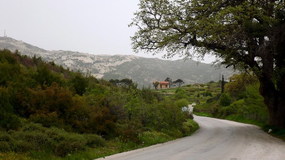 Μαθητική αναδάσωση στην Πεντέλη όπου ξεκίνησε η φονική πυρκαγιά του 2018