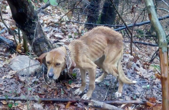 Ασυνείδητοι παράτησαν κυνηγόσκυλο για δεκαπέντε μέρες δεμένο σε δάσος στα Πιέρια Όρη (εικόνες)