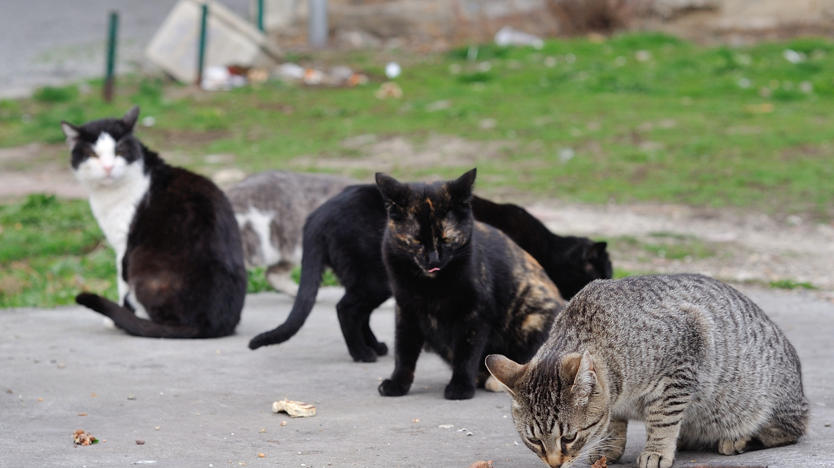 Ασυνείδητος πυροβολεί γάτες στις Σέρρες