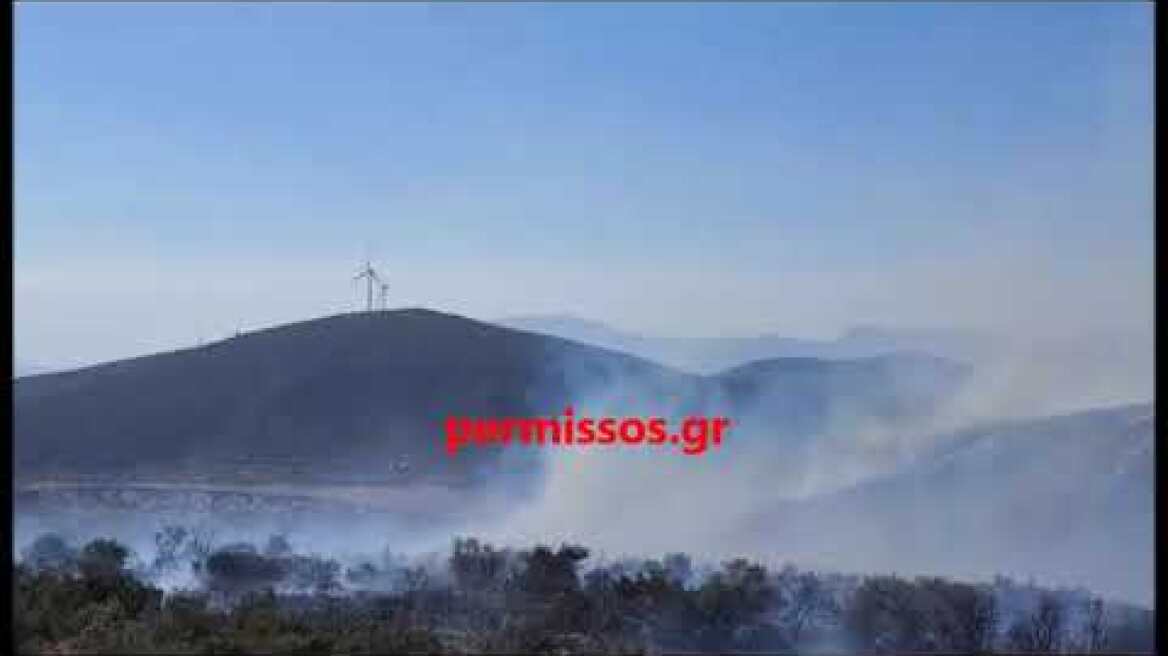 Φωτιά στην Βοιωτία: Μάχη με τις φλόγες – Ισχυροί άνεμοι έως 8 μποφόρ, δείτε βίντεο και φωτογραφίες