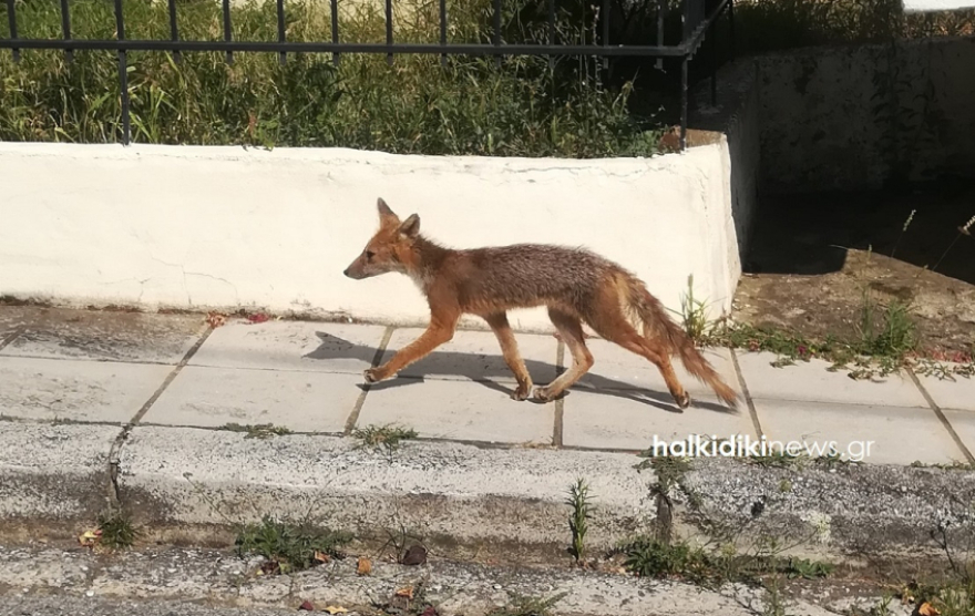 Χαλκιδική: Μια αλεπού «κόβει» βόλτες στους άδειους δρόμους του Πολύγυρου – Δείτε φωτογραφίες